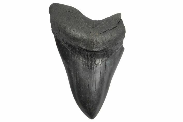 Bargain, Fossil Megalodon Tooth - South Carolina #197055